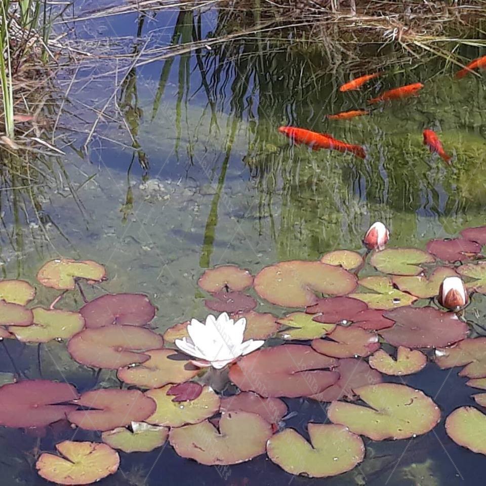 Lily and Fishes Pound