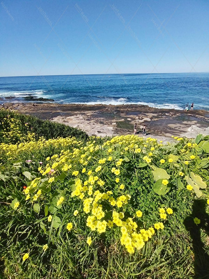 Ocean Flower