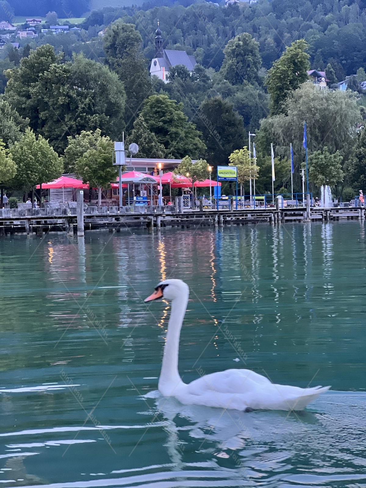 Swan
